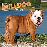Bulldog Puppies 2018 12 x 12 Inch Monthly Square Wall Calendar, Animals Dog Breeds Terrier (Multilingual Edition)