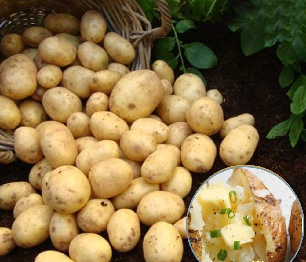 10 x Seed Potatoes Rocket- Great Results- Ideal for Boiled & Salads- Perfect to Grow in Your Beautiful Home Garden