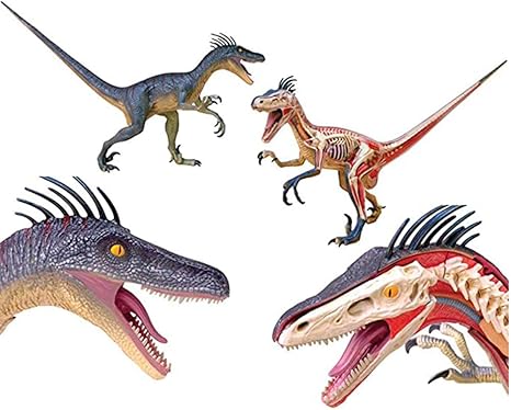 dinosaur anatomy toy