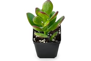 Sprout N Green Dwarf Jade - 2-3" Tall Crassula Ovata Crosby's Compact, Rare Cute Succulent Plant Fully Rooted in 2" Pot