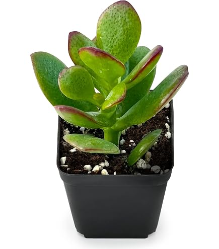 Amazon.com : Jade Plant Commonly Known as Lucky Plant or Money Plant (Live  Bareroot Plant) : Succulent Plants : Patio, Lawn & Garden