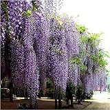 CrazyDeal 20 Pcs Purple adorable nice Flower Fragrant Seeds Fragrant Blooms Chinese Wisteria Vine Tree
