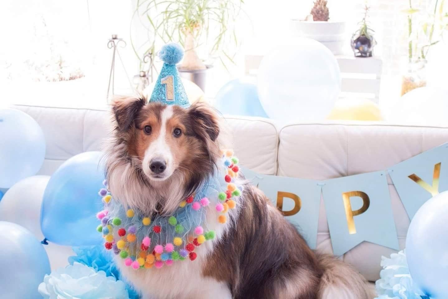 dog 1 year birthday
