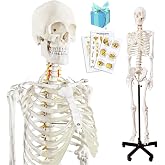 2026 New Medical Anatomical Human Skeleton Model, Life Size | with Nervous System, 70.8 in, with Rolling Stand, for Medical Study, Colorful Display Posters
