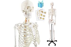 NEW HORIZON Medical Anatomical Human Skeleton Model, Life Size Medical Human Skeleton Model with Nervous System 70.8 in with Rolling Stand for Medical Study and Colorful Display Posters