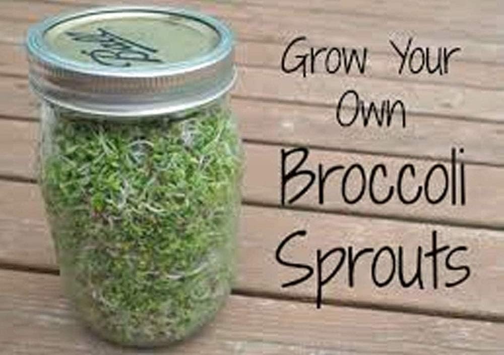 12 oz Broccoli, Non-GMO Seeds, Sprouting Sprouts Microgreens, Pure Seed, Country Creek LLC. Brand.: Garden & Outdoor