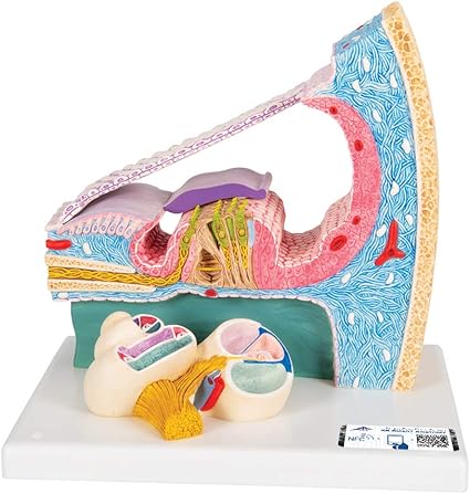 Amazon コルチ器の構造を忠実に再現した拡大模型 コルチ器管モデル 3b Scientific 3b Scientific 人体模型