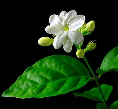 Amazon Com Ohio Grown Arabian Tea Jasmine Plant Maid Of