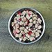 Stella & Chewy's Freeze Dried Raw Grass-Fed Beef Meal Mixers – SuperBlends Dog Food Topper – Grain Free, Protein Rich Recipe – 3.25 oz Bag