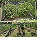 Yaheetech 50ft x 50ft Net Netting for Bird Poultry Aviary Game Pens Black 2.4-inch Square Mesh Size