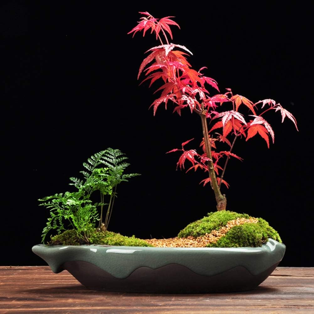 Japanese Red Maple -Acer palmatum -Bonsai- 50pcs
