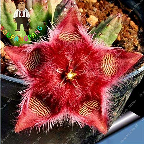 Exotic Rare Cactus Bonsai Stapelia Pulchella Bonsai Lithops Mix Succulents for Home Garden Flower Bonsai 200 Pcs - (Color: 7)