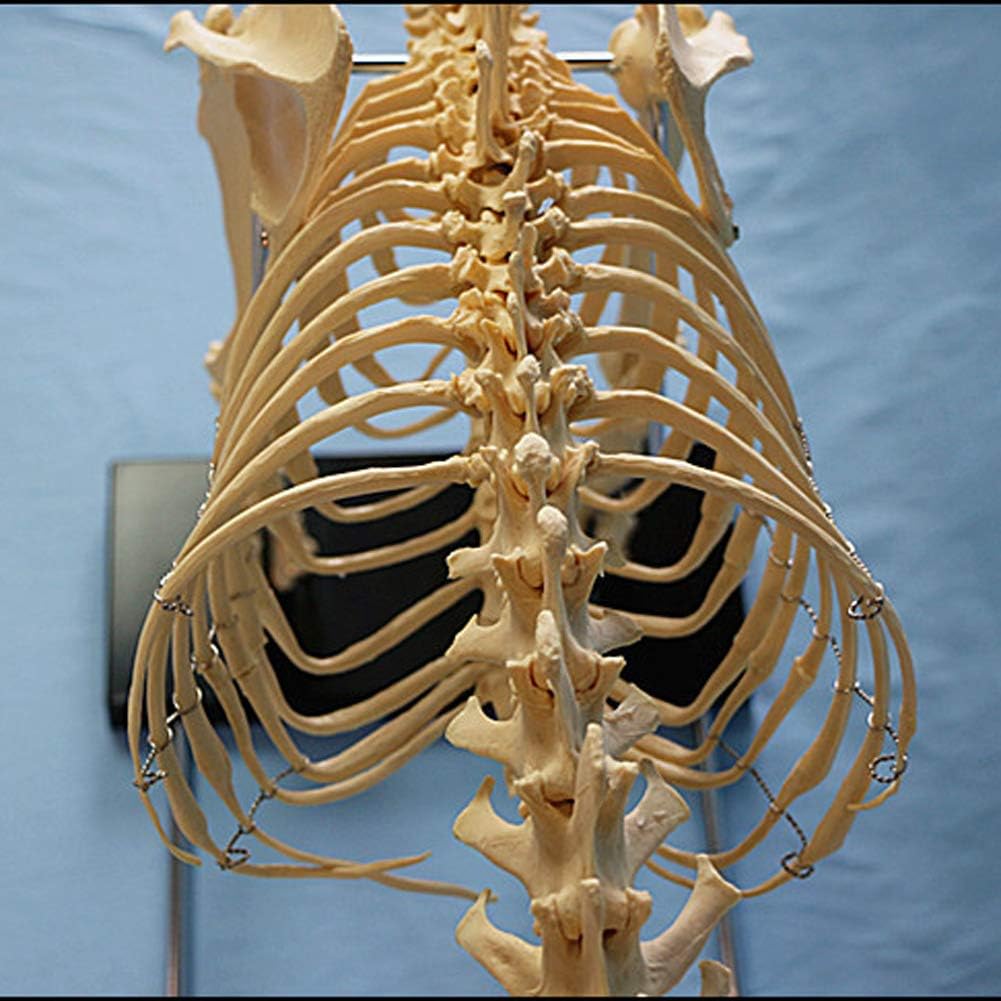 特大犬の骨格標本モデル動物解剖学教育モデルは 解剖学的モデル動物解剖学と人間の生物学教授獣医教育のデモンストレーションツール87x38x65cmを犬 Ajwow 人体模型 Amazon 特大犬の骨格標本モデル動物解剖学教育モデルは 解剖学的モデル動物解剖学と人間の生物学教授獣医教育のデモンストレーションツール87x38x65cmを犬 Ajwow 人体模型 Amazon