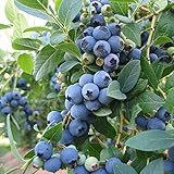 Hot Sale 100pc 2015 Fresh Organic blueberry seeds