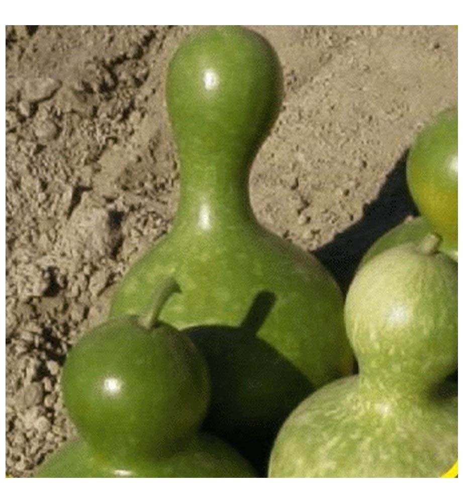 PREMIER SEEDS DIRECT - Gourd - Large Bottle - 12 Seeds