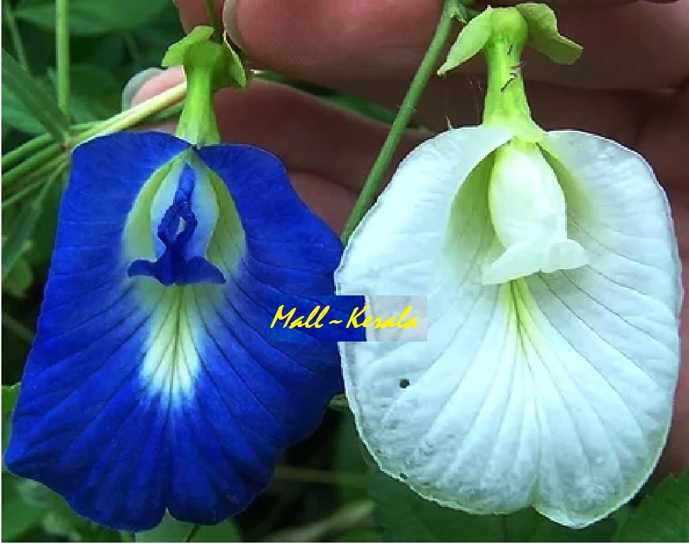 Mall Kerala Combo Pack Butterfly Pea Aparajita White And Blue Clitoria Ternatea Flower Seeds For Growing 6 Seeds Each Amazon In Garden Outdoors