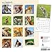 2017 Squirrels Wall Calendar {jg} Best Holiday Gift Ideas - Great for mom, dad, sister, brother, grandparents, , grandchildren, grandma, gay, lgbtq.