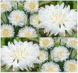 1000 x Tall White Bachelor Button Seed - Centaurea cyanus Flower Seeds - White Cornflower - EXCELLENT CUT FLOWER - By MySeeds.Co