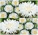 1000 x Tall White Bachelor Button Seed - Centaurea cyanus Flower Seeds - White Cornflower - EXCELLENT CUT FLOWER - By MySeeds.Co