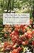 The One God, the Father, One Man Messiah Translation: New Testament with Commentary