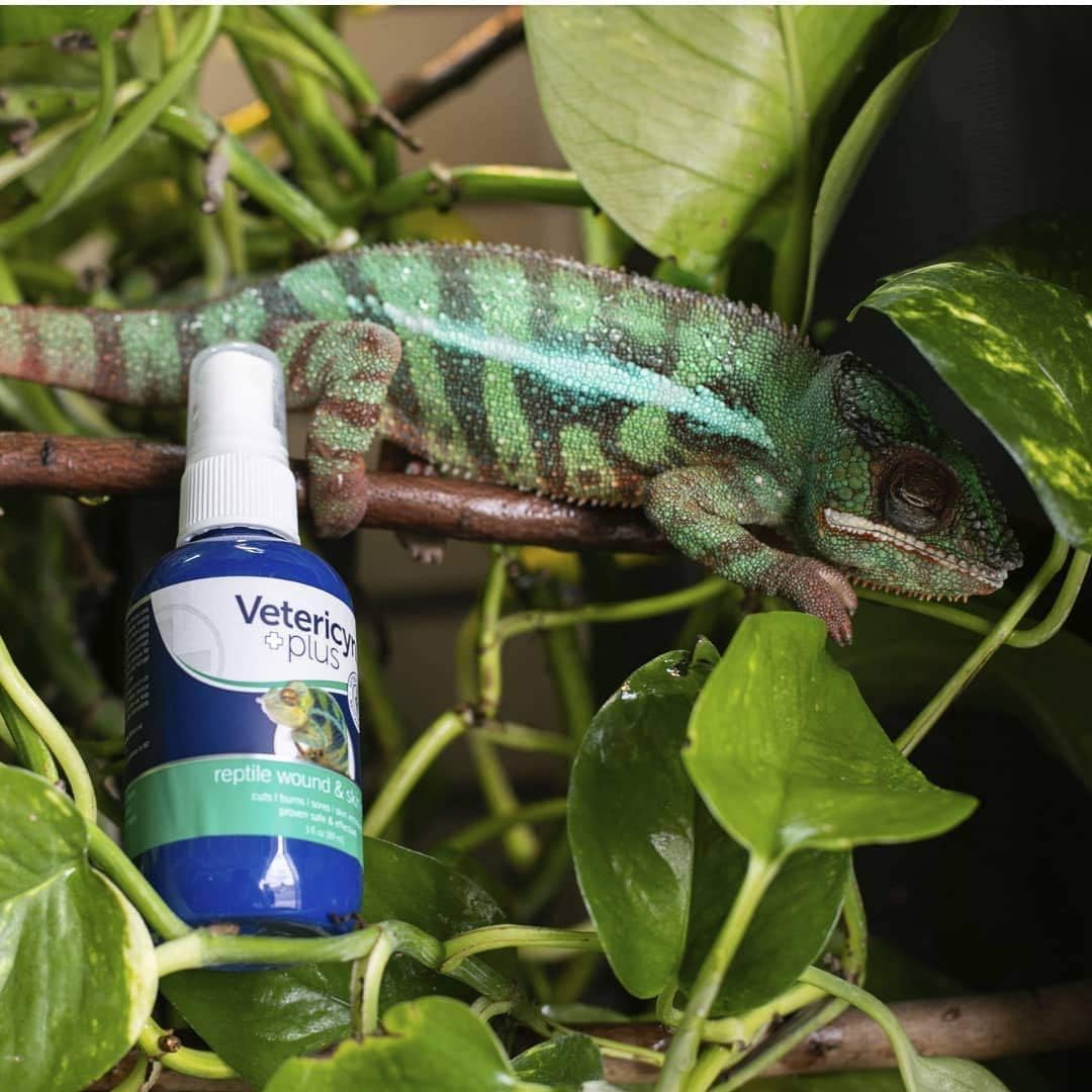reptile antibiotics for sale