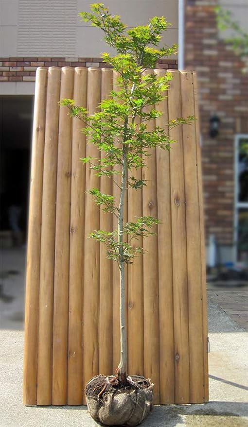 Amazon モミジ 紅葉 ノムラモミジ 野村紅葉 単木 樹高1 8m前後 露地苗 シンボルツリー 落葉樹 植木