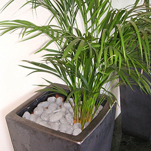 Mosser Lee ML1160 White Polished Stones Soil Cover, 5 lb.