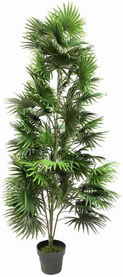 Blooming Artificial - Artificial 180cm / 6ft (H) Fan Palm, Tropical Artificial Office Plant, Green Fan Shaped Leaves, Exotic Palm Tree - Indoor Use, Perfect for Home & Office