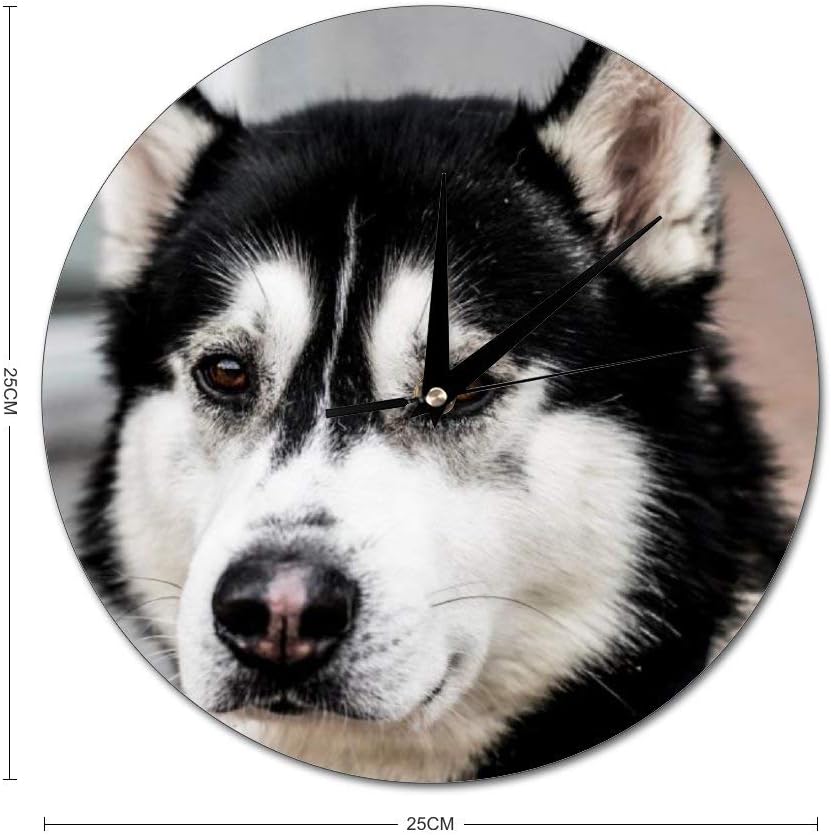 free to good home husky