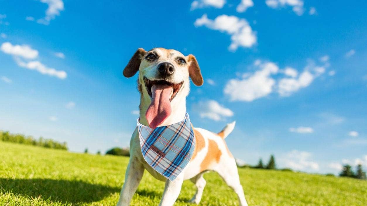 Lionet Paws Dog Bandana for Small Medium Large Dogs Cat Dog Kerchief Dog Triangle Bibs Scarf for Girl or Boy Blue Grid - Image 5