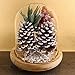 Supla 10 PCS Natural Pinecones Medium Frosted Pine Cones Ornaments Real Preserved Pine Cones - Dried -3