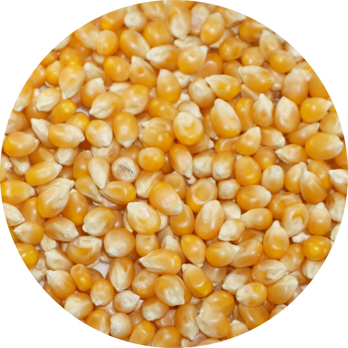 アメ横 大津屋 ポップコーン トウモロコシ popcorn とうもろこし 種 ポップ コーン (2.5kg) の商品画像