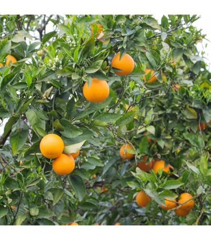 Amazon.com : Satsuma Mandarin Fruit Tree Plant, 2 to 3 Ft