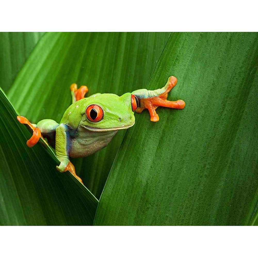 Wee Blue Coo Red Eyed Tree Frog Climbing Leaf Art Print Poster Wall Decor 12X16 Inch