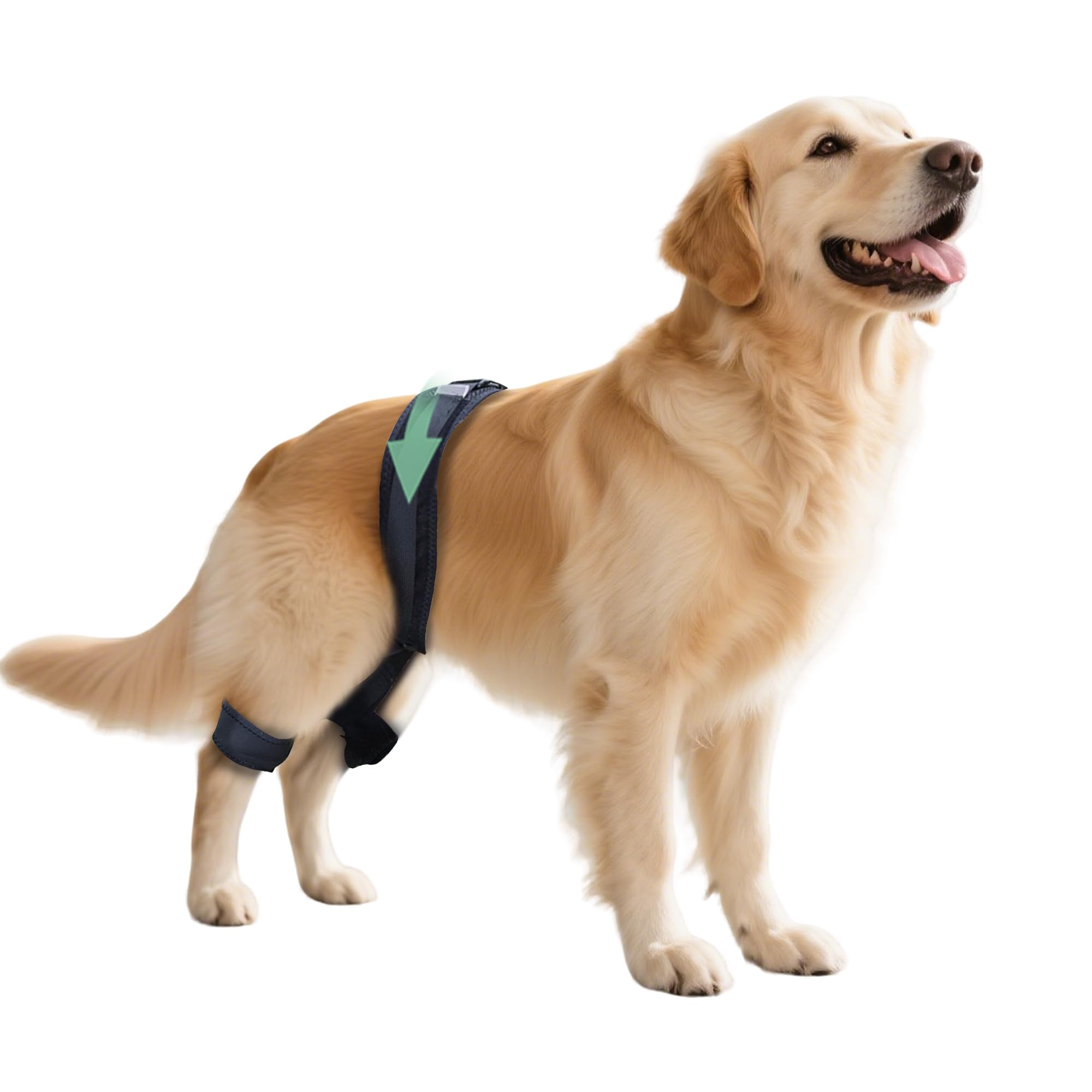 Photo 1 of HAPPYHAO Adjustable Dog Leg Brace for Hip Dysplasia,Breathable & Supportive Dog Hip Brace for Pain Relief, Preventing and Improving Joint Dysplasia Hip Brace for Dogs,XL