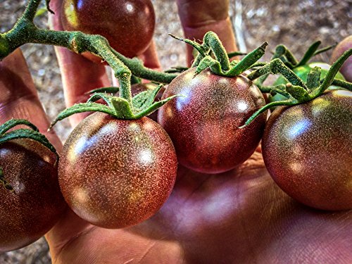 Organic Black Cherry Tomato Seeds: Non-GMO, Certified Organic Heirloom Seed Packet Organic Black Cherry Tomato Seeds: Non-GMO, Certified Organic Heirloom Seed Packet