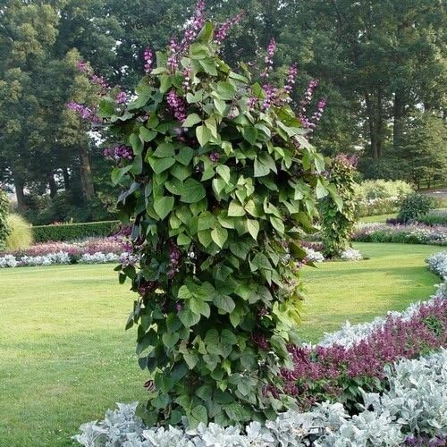 Hyacinth Bean Vine Seeds (Dolichos Lablab)10+Seeds
