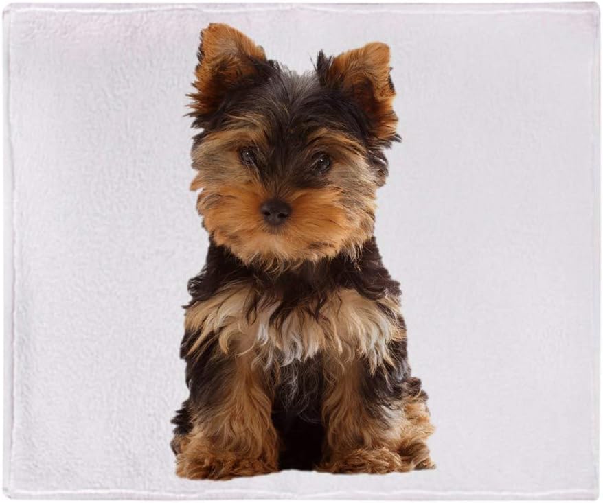 white husky with blue eyes