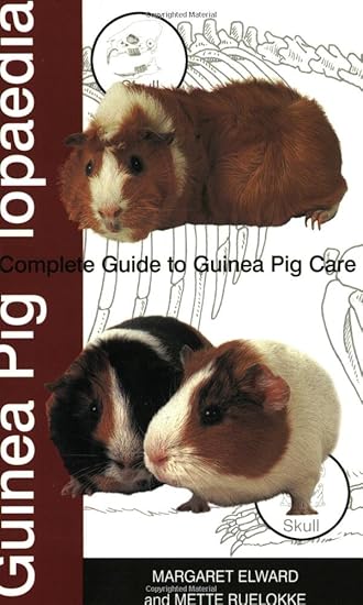 guinea pig care uk