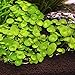 Brazilian Pennywort Bunch - Easy Freshwater Aquarium Live Plant