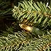 National Tree 3 Foot Feel Real Jersey Frasier Fir Entrance Tree with 35 Warm White Battery Operated LED Lights in Growers Pot (PEJF1-306-30-B)