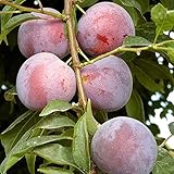 Methley Plum Tree Semi-Dwarf - Healthy - Established - One Gallon Potted - 1 each by Growers Solution
