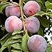 Methley Plum Tree Semi-Dwarf - Healthy - Established - One Gallon Potted - 1 each by Growers Solution