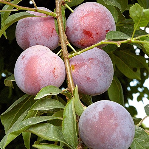 Methley Plum Tree Semi-Dwarf - Healthy - Established - One Gallon Potted - 1 each by Growers Solution Methley Plum Tree Semi-Dwarf - Healthy - Established - One Gallon Potted - 1 each by Growers Solution