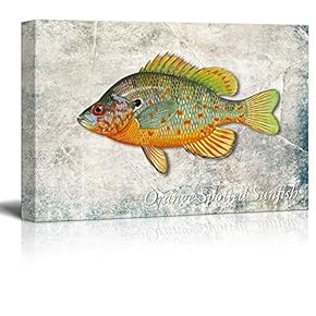 Multicolor Orange Spotted Sunfish Illustration on a Textured Background - Canvas Art Home Art - 12x18 inches