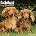 Long Haired Dachshund Calendar 2017 - Long Hair - Wirehaired - Dog Breed Calendars - 2016 - 2017 wall calendars - by Avonside