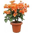 WSIRUYI Double Petal Yellow Bougainvillea Spectabilis Live Plant Seedlings 5-8 inch Tall, Perfect for Home & Garden Decor