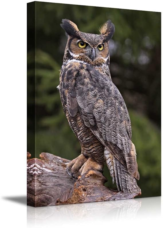 Canvas Prints Wall Art a Great Horned Owl Sitting on a