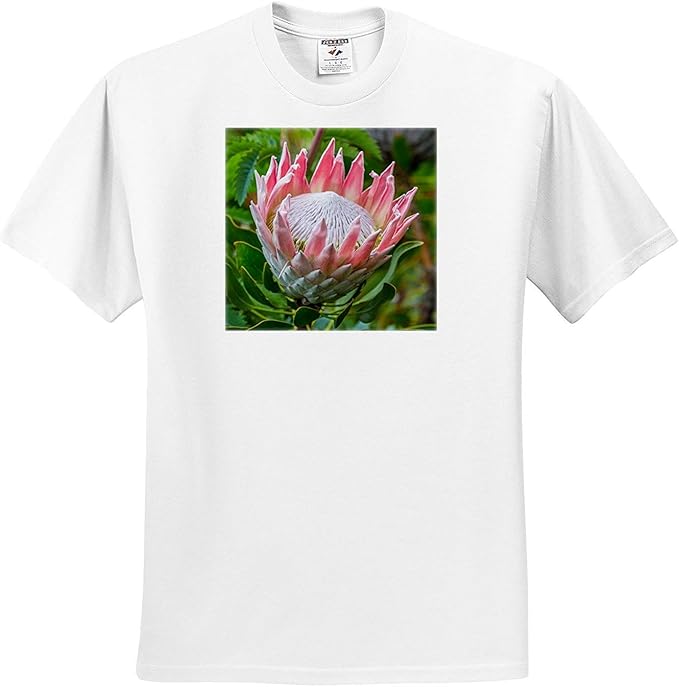 Amazon ダニタデリモント花アフリカ南アフリカケープタウン キングプロテア花のクローズアップ Tシャツ Tシャツ カットソー 通販