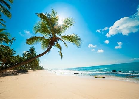 Yongfoto 22x15m Vinyle Toile De Fond Plage Tableau Paysage Mer Ciel Bleu Nuages Blancs Palmier Fond Pour Photo Portrait Studio Photo Banner Video